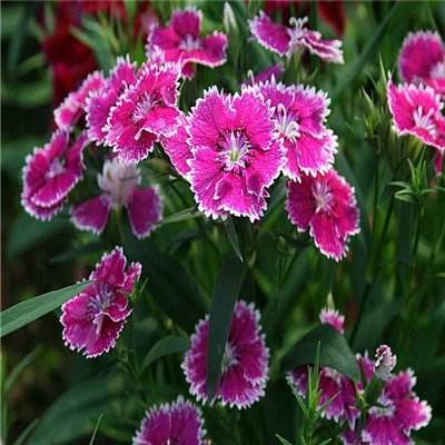 大发彩票官方官方平台app截图